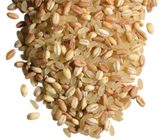 immagine ricetta 3 Cereali con olive verdi, finocchi e arancia 